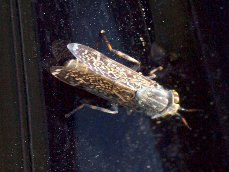 Tabanidae